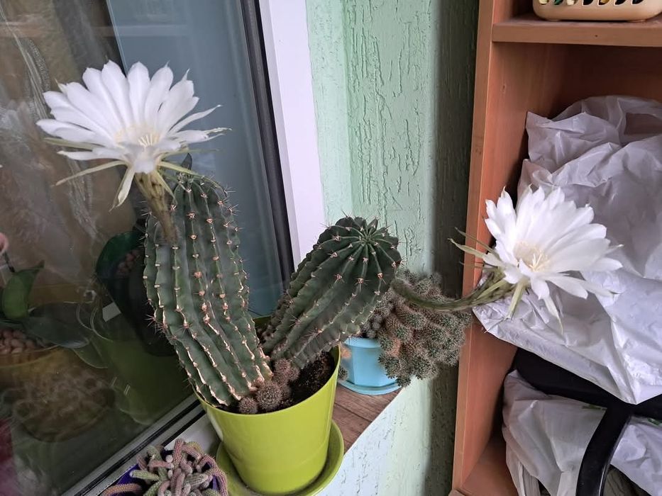 Продам сімейку із 5 великих діток Ехінопсиса 8,6 і 5 см