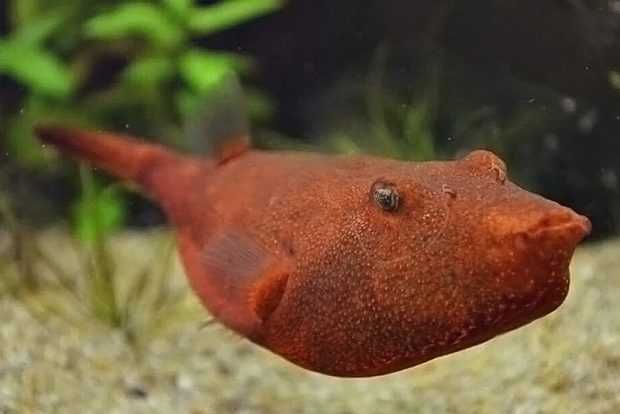 Тетрадон міурус (Tetraodon miurus)