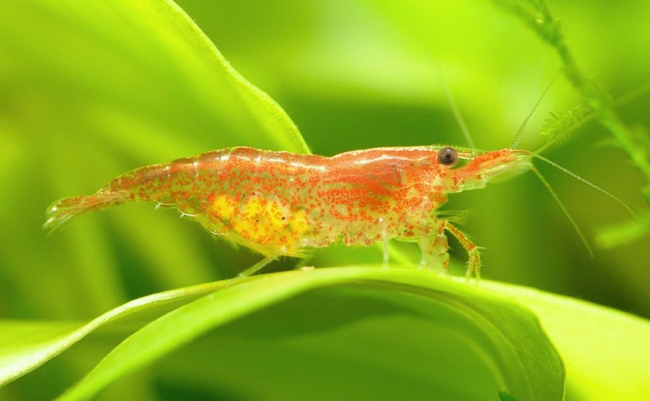 Rybki do akwarium - Krewetki Neocaridina Red Cherry - czerwone