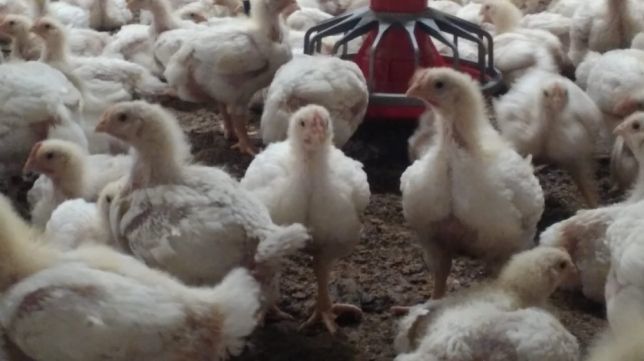 Бройлери,інші курчата,качки,гуси,кури несучки,індики