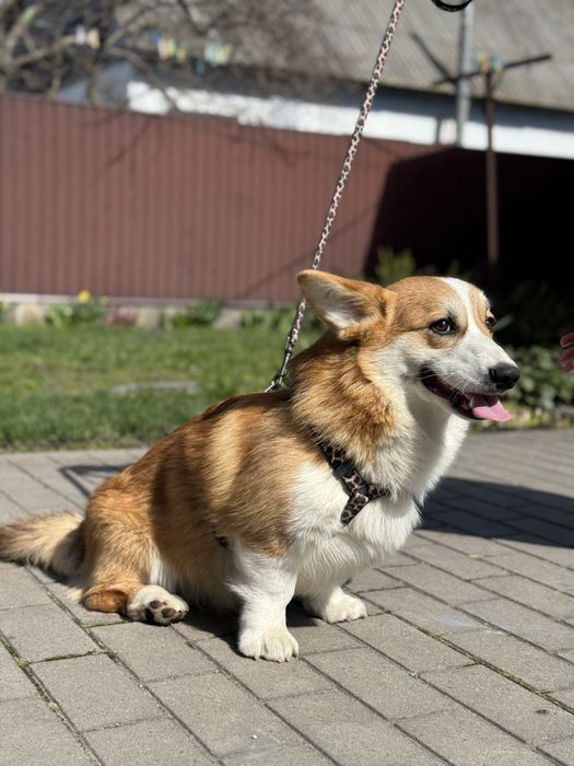 Хлопчик коргі пемброк!