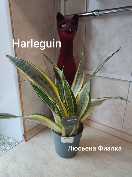 Колекційні сансев'єрії