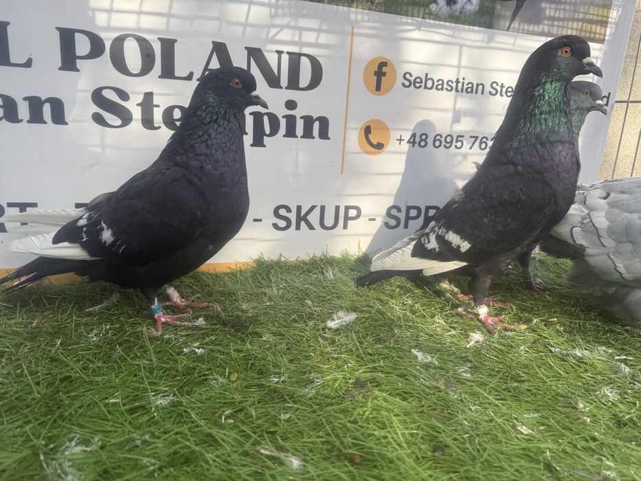 Gołębie. Ryś. Rysie. Możliwy transport