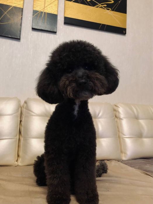 Пудель вʼязка, шукаєм дівчинку