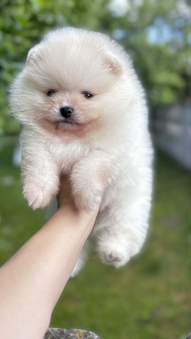 Крутезний хлопчик шпіца