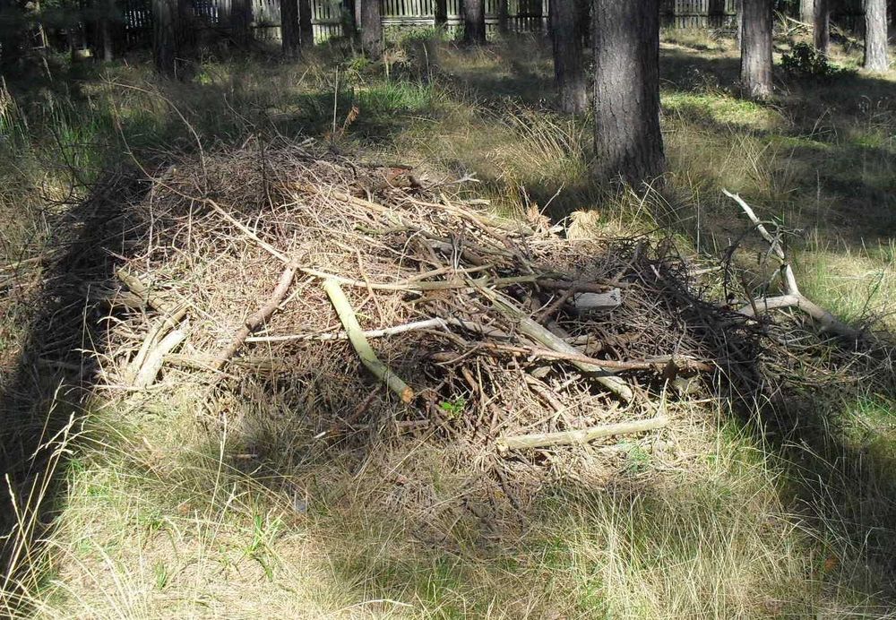 Zrębki , gałęzie - za darmo