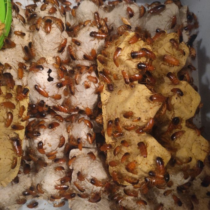 Karaczany tureckie, karmówka dla gadów