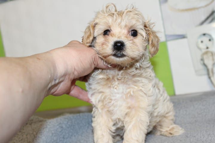 Мальтипу цены супер миники и мелкий стандарт