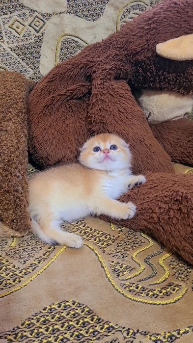 Шикарные котята золотая шиншилла