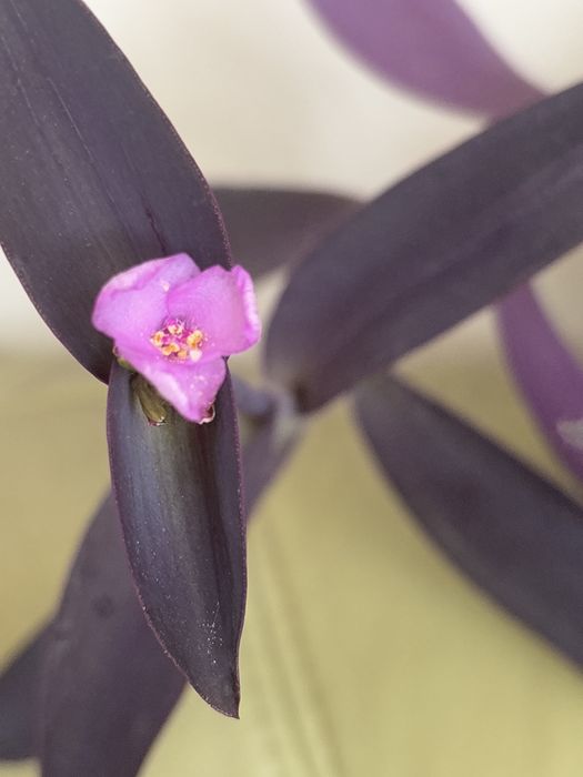 Trzykrotka purpurowa z Grecji