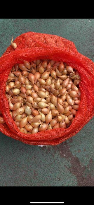 Насіння цибулі, сіянка, тикнка, сажанка, Голандська цибуля