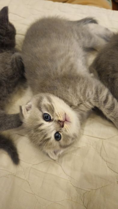 Шотландські кошенята