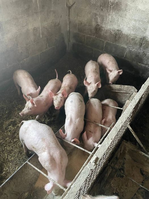 Кабанчики,черкаська область