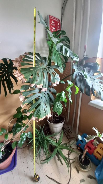 Monstera deliciosa (Монстера делікатесна)  180 см дизайнерське рішення