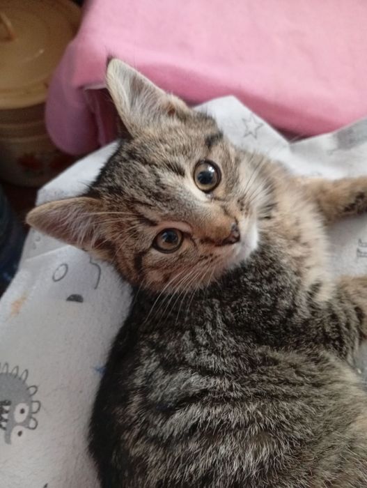 Кошеня-тигреня ДНІПРО