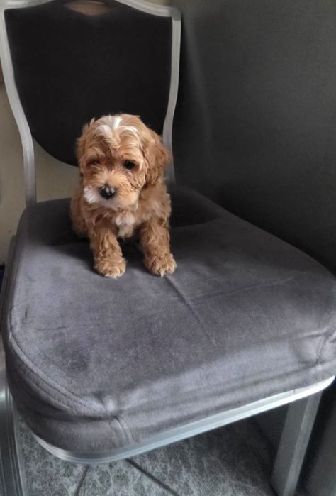 Śliczny piesek maltipoo F2