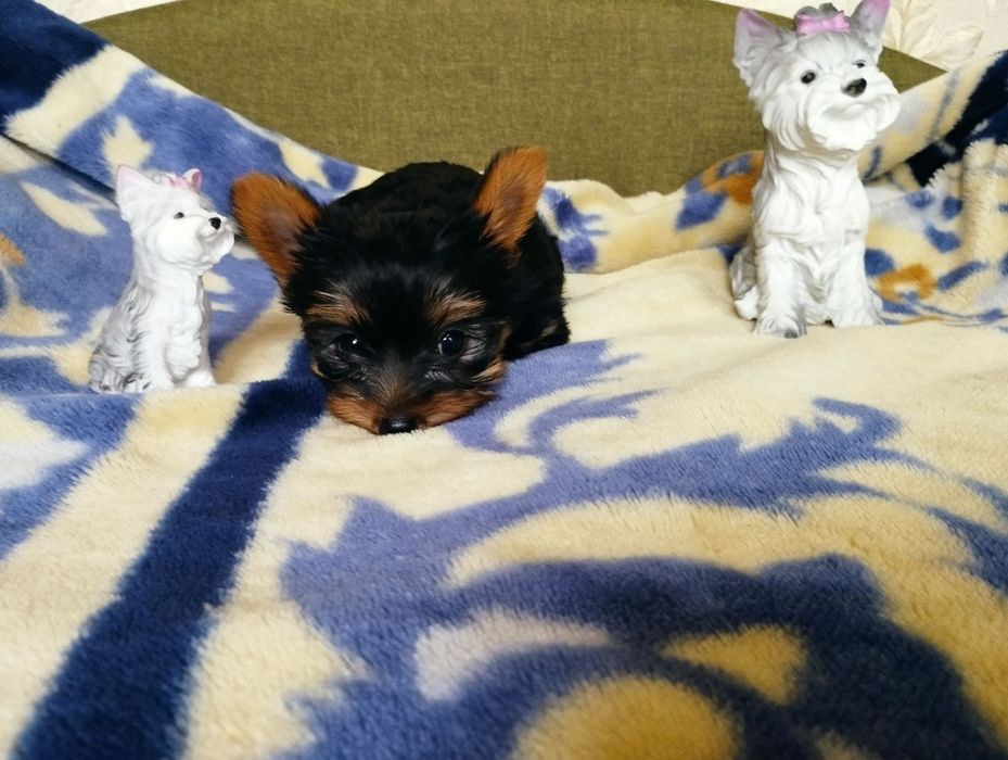 Комочок щастя-йорочка,йорк