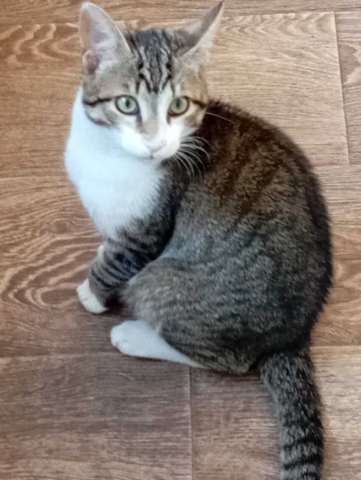 Гарний котик в добрі руки