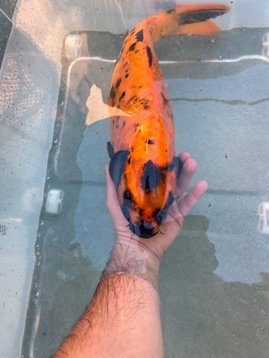 Carpa de grande quantidade