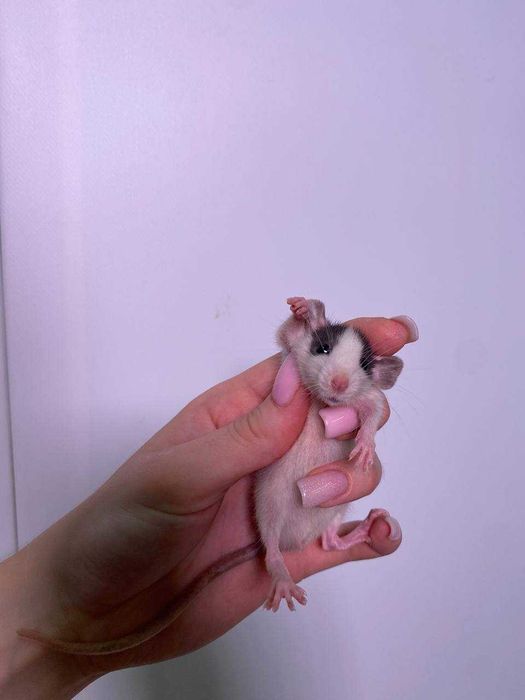 пацючок, пацюк рекс, пацюк хаскі дамбо та багато інших