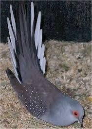 Rolas Diamante para ceder