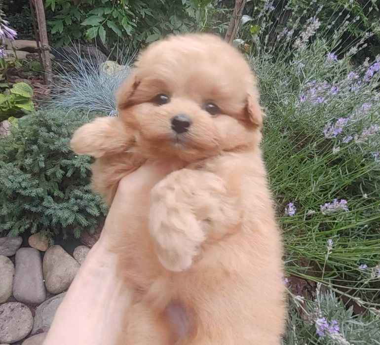 Caramel наймиліша дизайнерська булочка ПомаПу з Києва