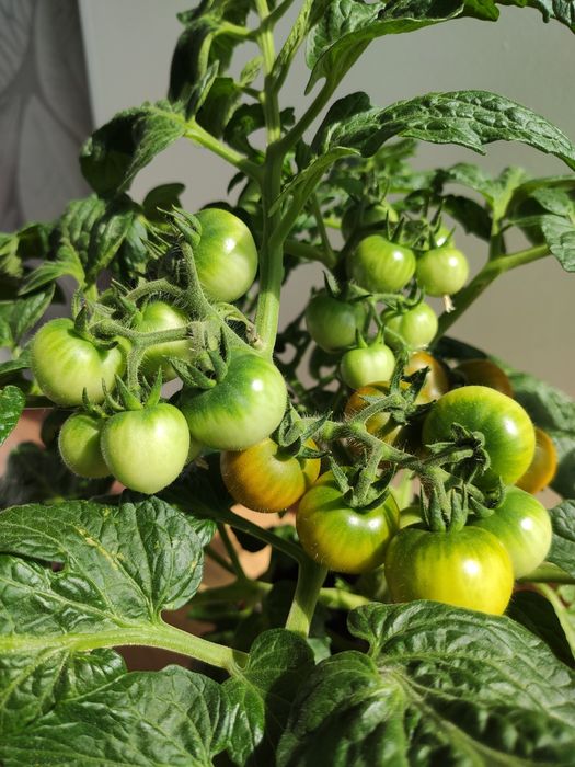 Комнатные томаты рассада