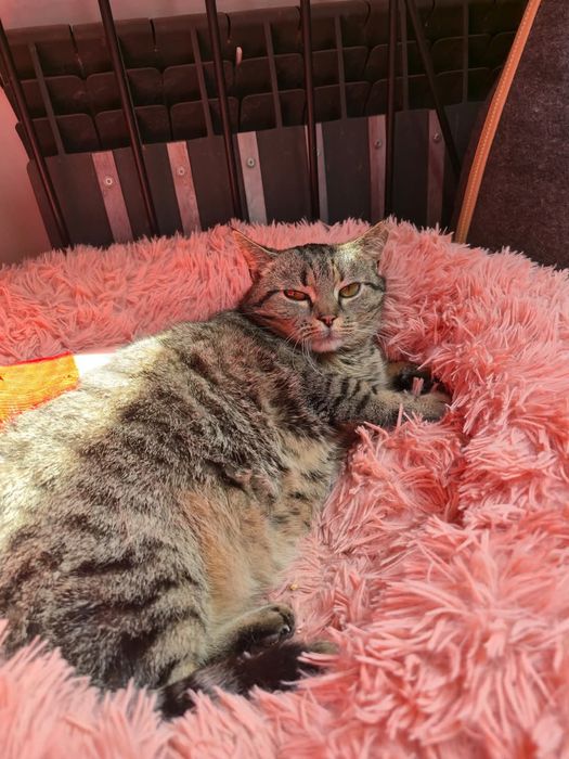 Śliczna kotka Chochelką do adopcji