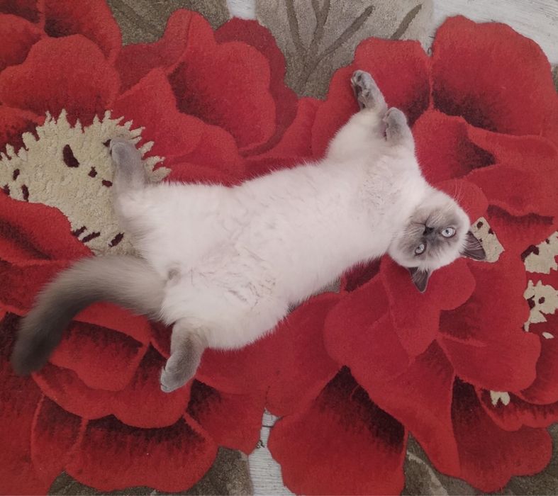 В‘язка шотландського котика !