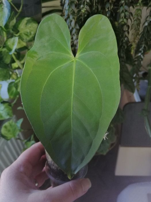 Антуриум papillilaminum, AOS&Dressleri, кларинервиум