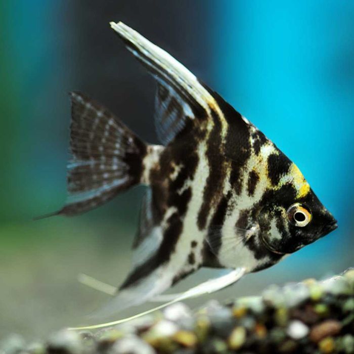 Escalar Marmore (Pterophyllum scalare)