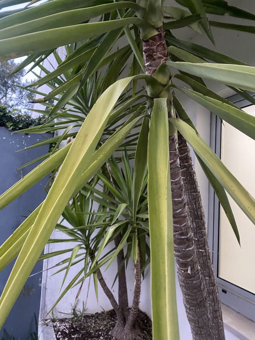 Planta Yucca pequena