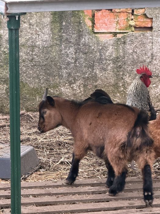 Cabras anãs bicolores