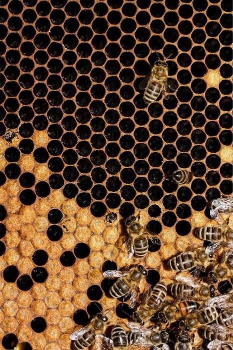 Продаю Пчолопакети !