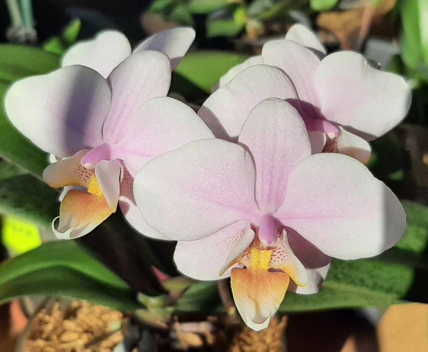 Орхидея фаленопсис Пилонг Чери