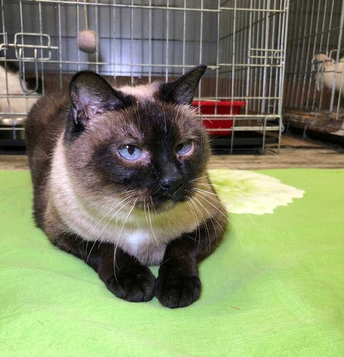 Неймовірно красива КОШЕЧКА Іззі, голубоока леді тайської породи