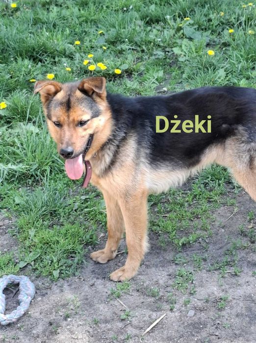 Dźeki czeka na Ciebie w przytuliskowym boksie