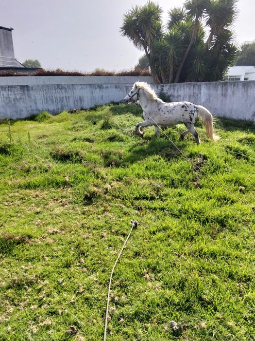 Pônei apaluso muito