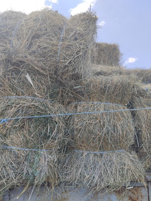 Солома Сено луговое в тюках