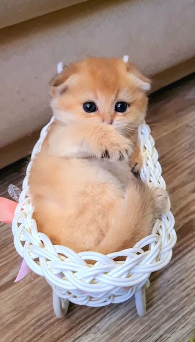 Кукольные малыши, котята золотая шиншилла