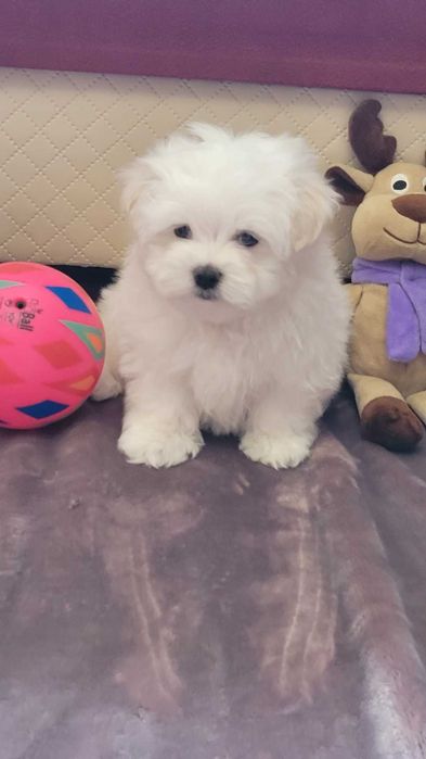 maltańczyki - szczenięta