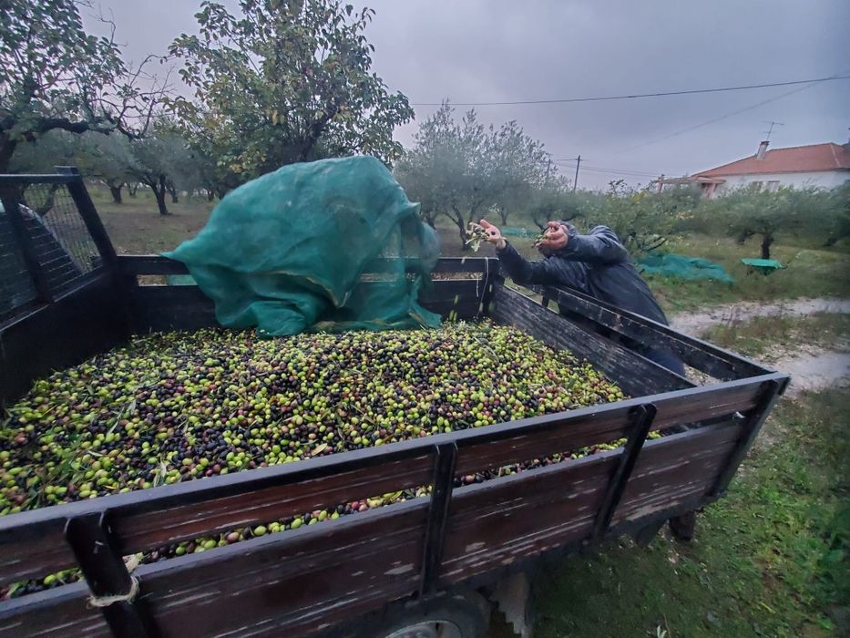 Azeite caseiro muito bom