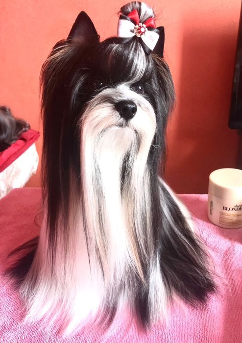 Вязка бивер йорк КСУ