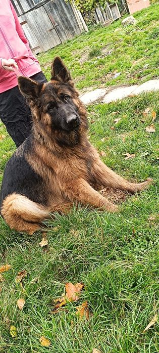 Owczarki niemieckie długowłose