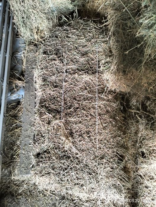 Продам  солому ячну 150 грн