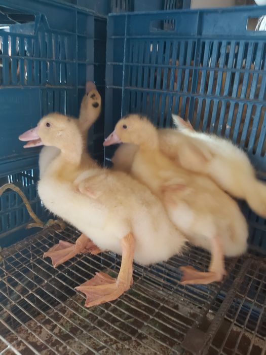 Венгерський мулард 3,5 тиж,підрощений