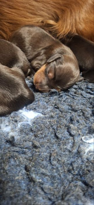 Jamnik długowłosy króliczy, prześliczna suczka po championie.