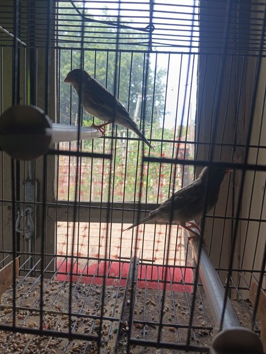 Casal e canários sozinhos de canários