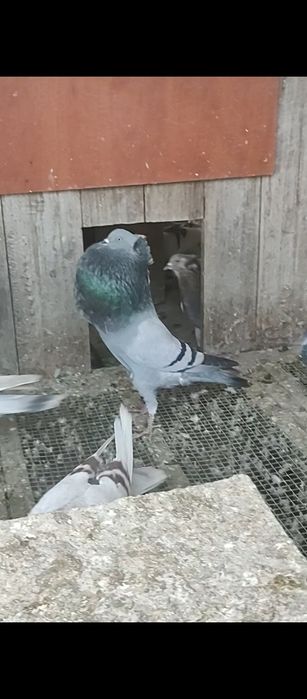 Garłacze górnośląskie koroniaste