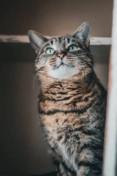 Кошка. Кішечка. Кошка. Киця. Кішка.